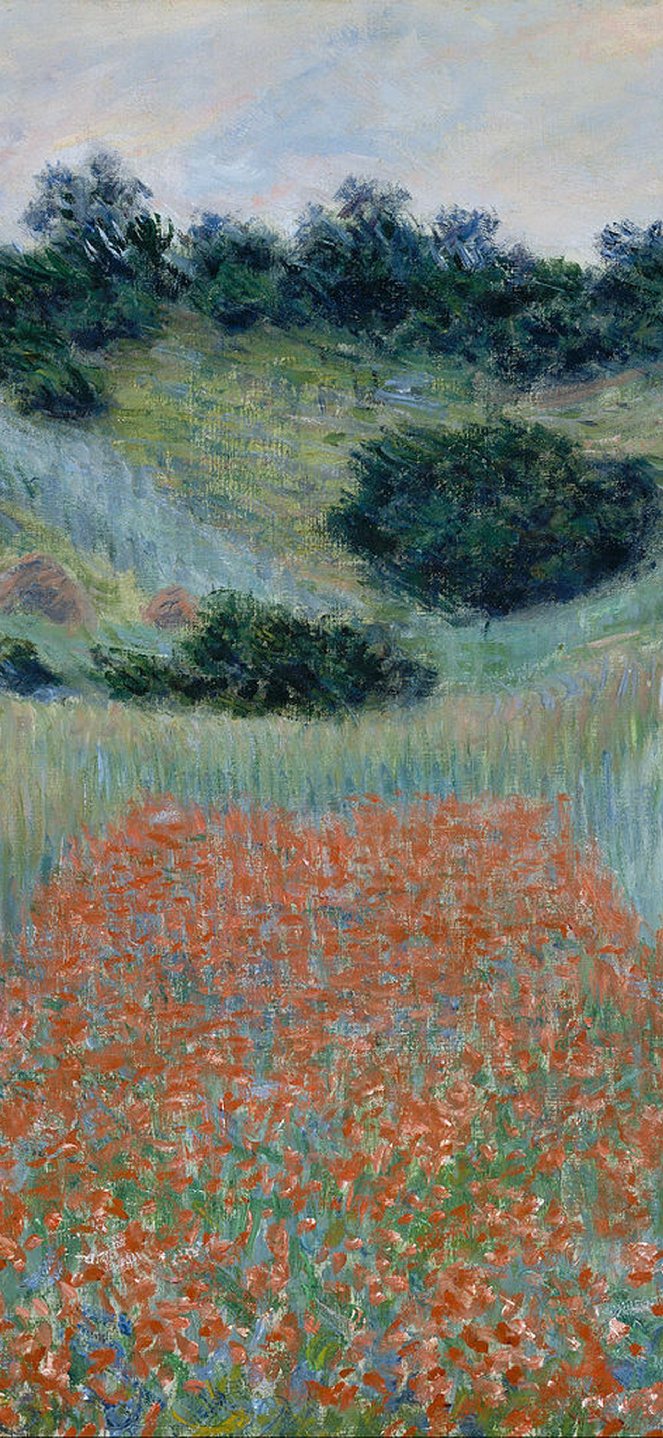 The Poppy Field wallpaper preview