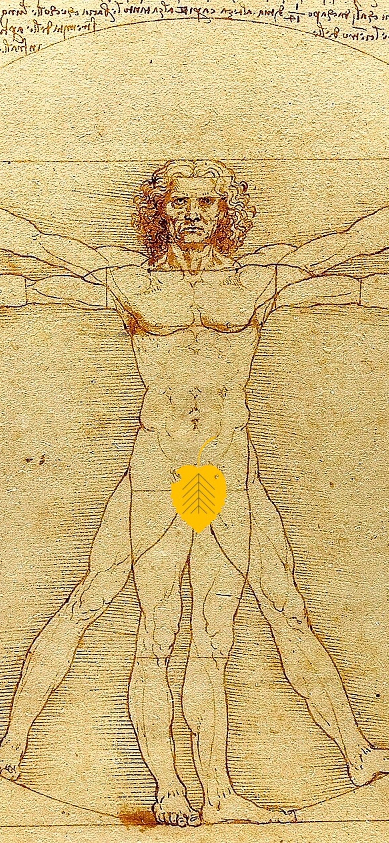 Vitruvian Man wallpaper preview